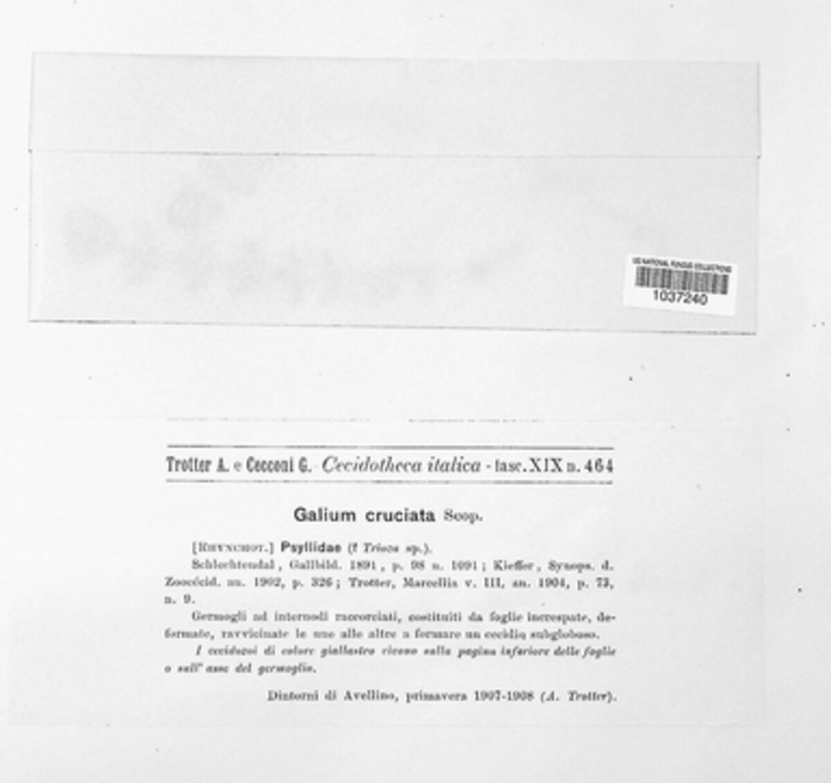 Psyllidae image
